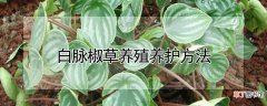 白脉椒草养殖养护方法