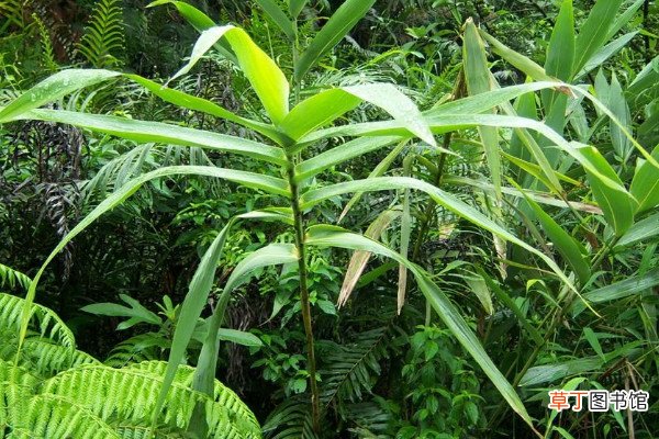 竹子的种类有哪些，凤尾竹富贵竹可在家中盆栽