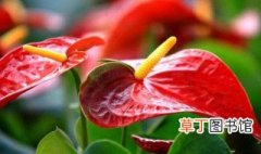 红掌怎么栽植 中国哪里适合种植红掌