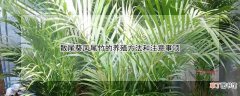 散尾葵凤尾竹的养殖方法和注意事项