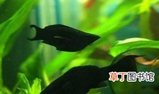 黑玛丽鱼繁殖的时候需要注意什么 黑玛丽鱼繁殖的时候需要注意事项