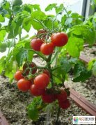 用腐烂的西红柿做肥料养花可以吗