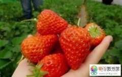 如何在草莓园里采摘果品优良的草莓