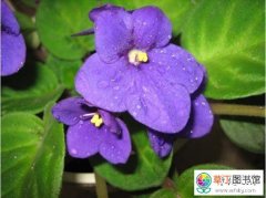紫罗兰的种植管理方法