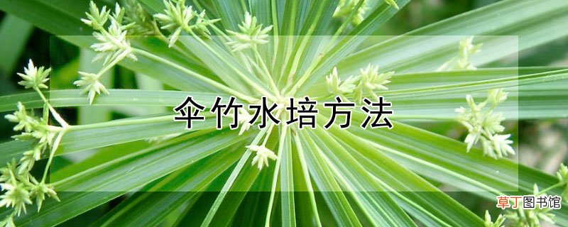 伞竹水培方法