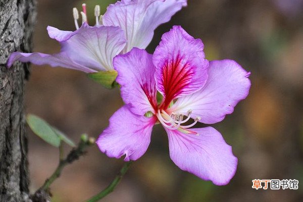 紫荆花冬天的养殖方法和注意事项