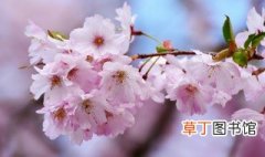 樱花的寓意和花语 樱花的寓意和花语简单介绍