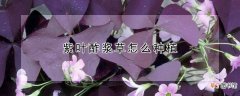 紫叶酢浆草怎么种植