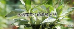水培莲花竹的养殖方法