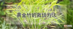 黄金竹的栽培方法