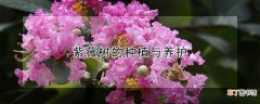 紫薇树的种植与养护