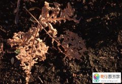 公园腐烂的叶子可以做植物肥料吗