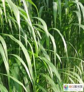 生长几年的黄竹草可以留种