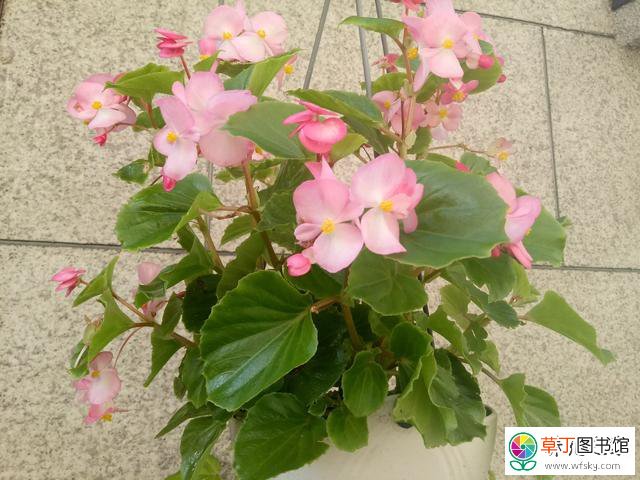 四季海棠养在阳台如何保证一年四季都开花