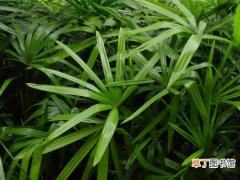 棕竹 观音竹养殖方法及注意事项