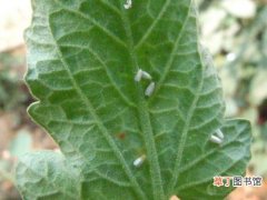 触碰植株时，从叶片背面飞起白色的小虫是什么？