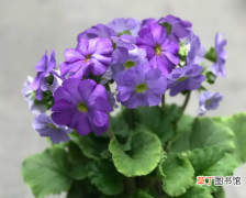 中国樱草 藏报春-淡雅的花色和泛紫的叶子