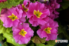 多花报春-颜色生动华美的花卉