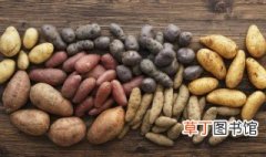 土豆几月份种植最好 土豆什么时候种植最适宜？