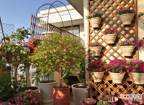 5大技巧让你在阳台享受花卉园艺带来的乐趣