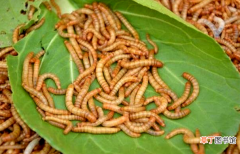怎么饲养黄粉虫的技术 黄粉虫怎么繁殖和饲养