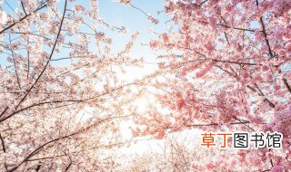 樱花花语是什么 樱花花语有什么含义