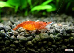 樱花虾是什么虾？对养殖水质要求高吗？