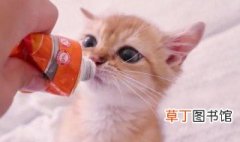 猫营养膏怎么喂 猫营养膏方法