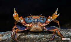 如何进行螃蟹快速育肥