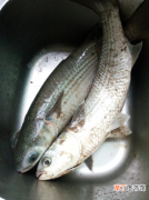 海水鲻鱼人工繁殖技术