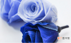 碎冰蓝玫瑰花语和寓意是什么