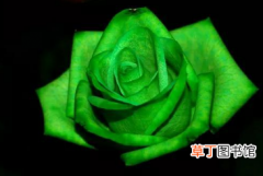 绿玫瑰的花语是什么,我们的爱情永不老去