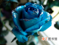 碎冰蓝玫瑰的花语是什么？