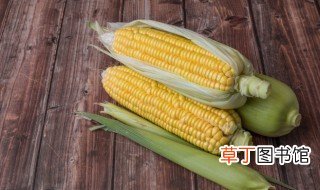 玉米小麦是种子还是果实 种子果实的定义