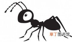 蚂蚁是我国几级保护动物 黑蚂蚁属于野生保护动物吗