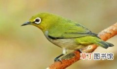 暗绿绣眼鸟保护属于野生动物吗