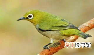 暗绿绣眼鸟保护属于野生动物吗
