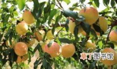 中华寿桃适合哪里种植 盆栽中华寿桃种植方法
