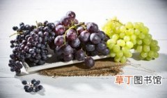南方种植葡萄栽培什么品种 江南地区哪里适合种植葡萄