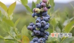 蓝莓适合在哪里种植，蓝莓要怎样种植才是最好的