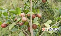 现在江苏哪里适合种植油茶树，油茶树在什么地种植最好