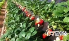 舟东草莓适合在哪里种植 舟山草莓基地