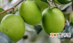 青枣种植条件 青枣适合在哪里种植