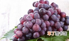 葡萄种植什么品种好 红乳葡萄适合哪里种植
