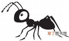蚂蚁是野生动物吗? 蚂蚁属于野生保护动物吗