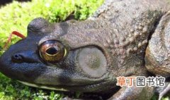牛蛙属于野生保护动物吗，野生牛蛙是不是国家保护动物
