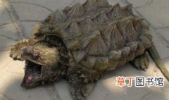野生鳄龟属于国家保护动物吗 野生鳄龟是国家保护动物吗