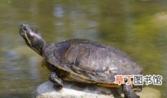 野生乌龟属于国家保护动物吗，哪种龟属于国家保护动物