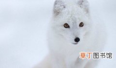 雪狐属于国家保护野生动物吗 野生狐狸属于国家保护动物吗
