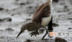 池鹭属于野生重点保护动物吗，池鹭鸟是几级保护动物